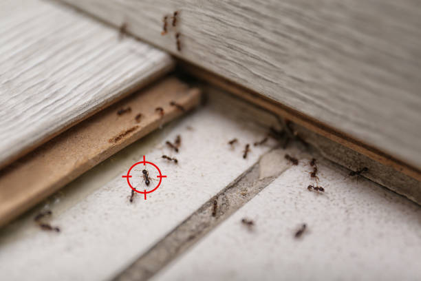 Best Termite Control Services  in Clinton, LA